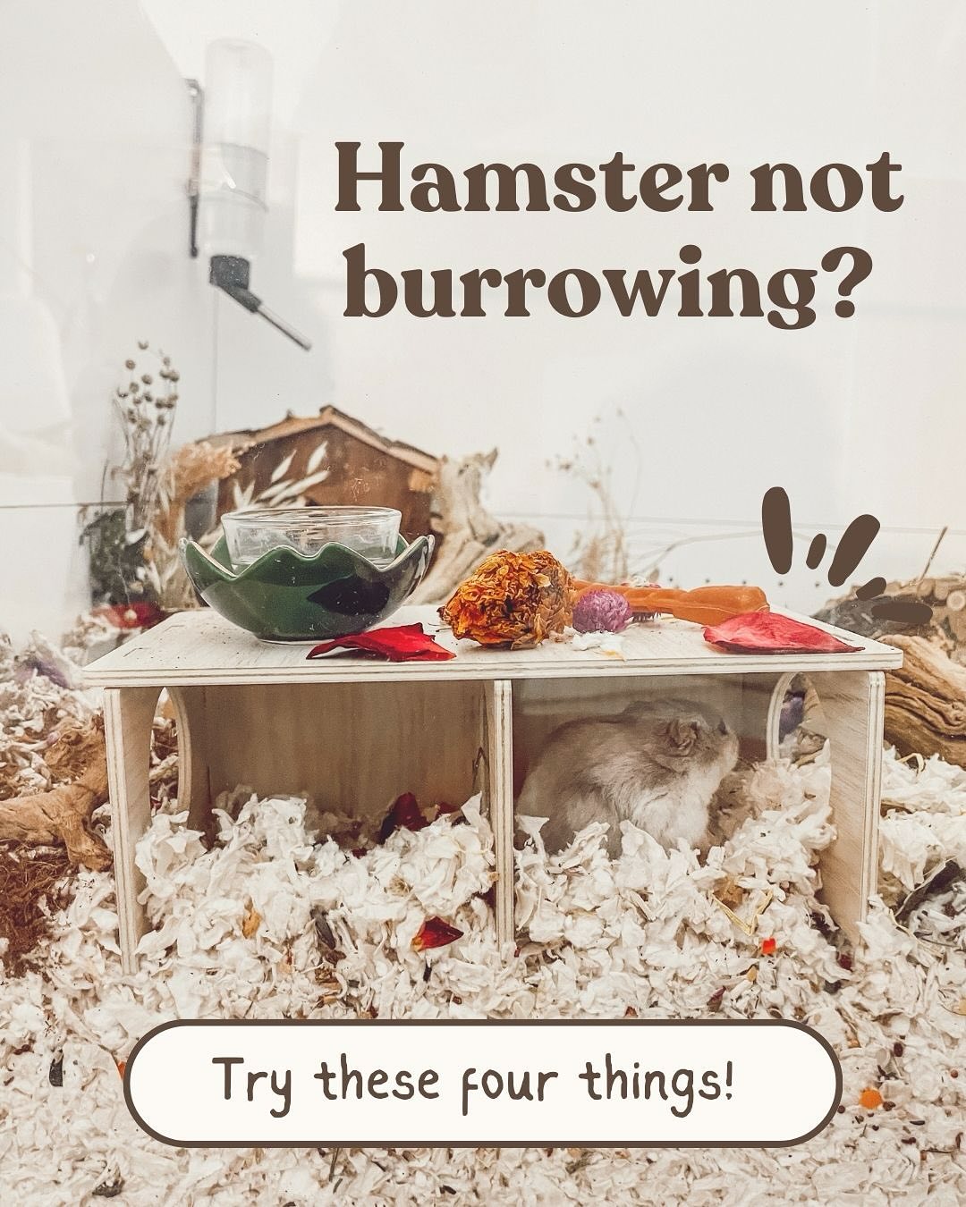 Picture of Is Your Dwarf Hamster Not Burrowing?! Here's How to Fix It! – HAPPY ...