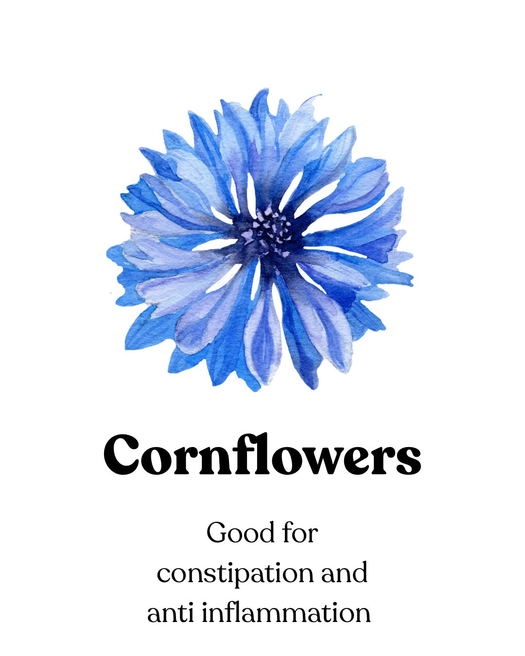 Corn Flower (20g)