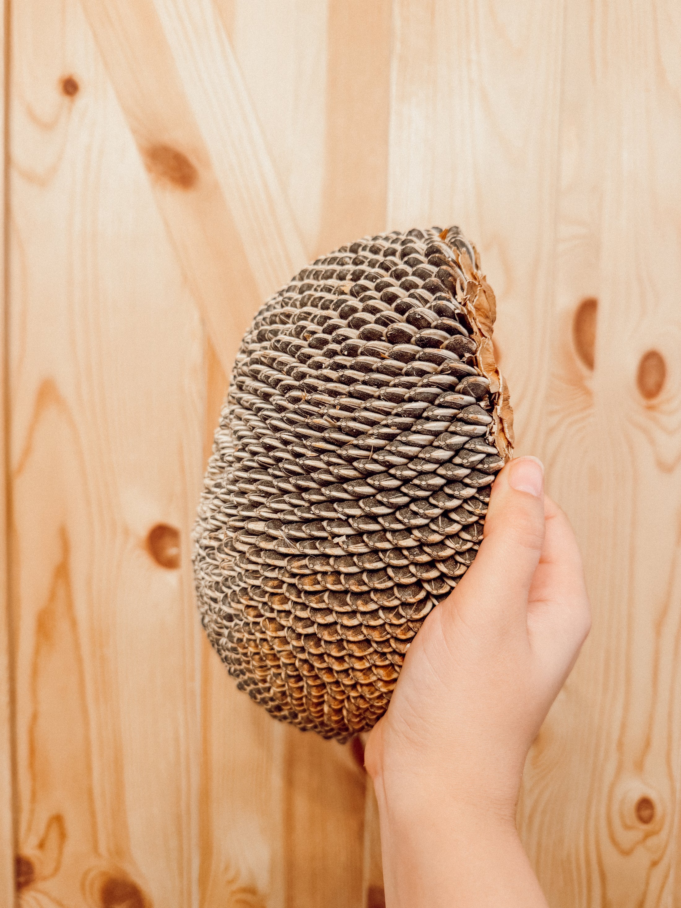 Large Sunflower Head