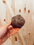 Load image into Gallery viewer, Lotus Pod -- Boredom Breaker