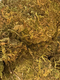 Load image into Gallery viewer, Forest Moss (5L)