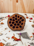 Load image into Gallery viewer, Lotus Pod -- Boredom Breaker
