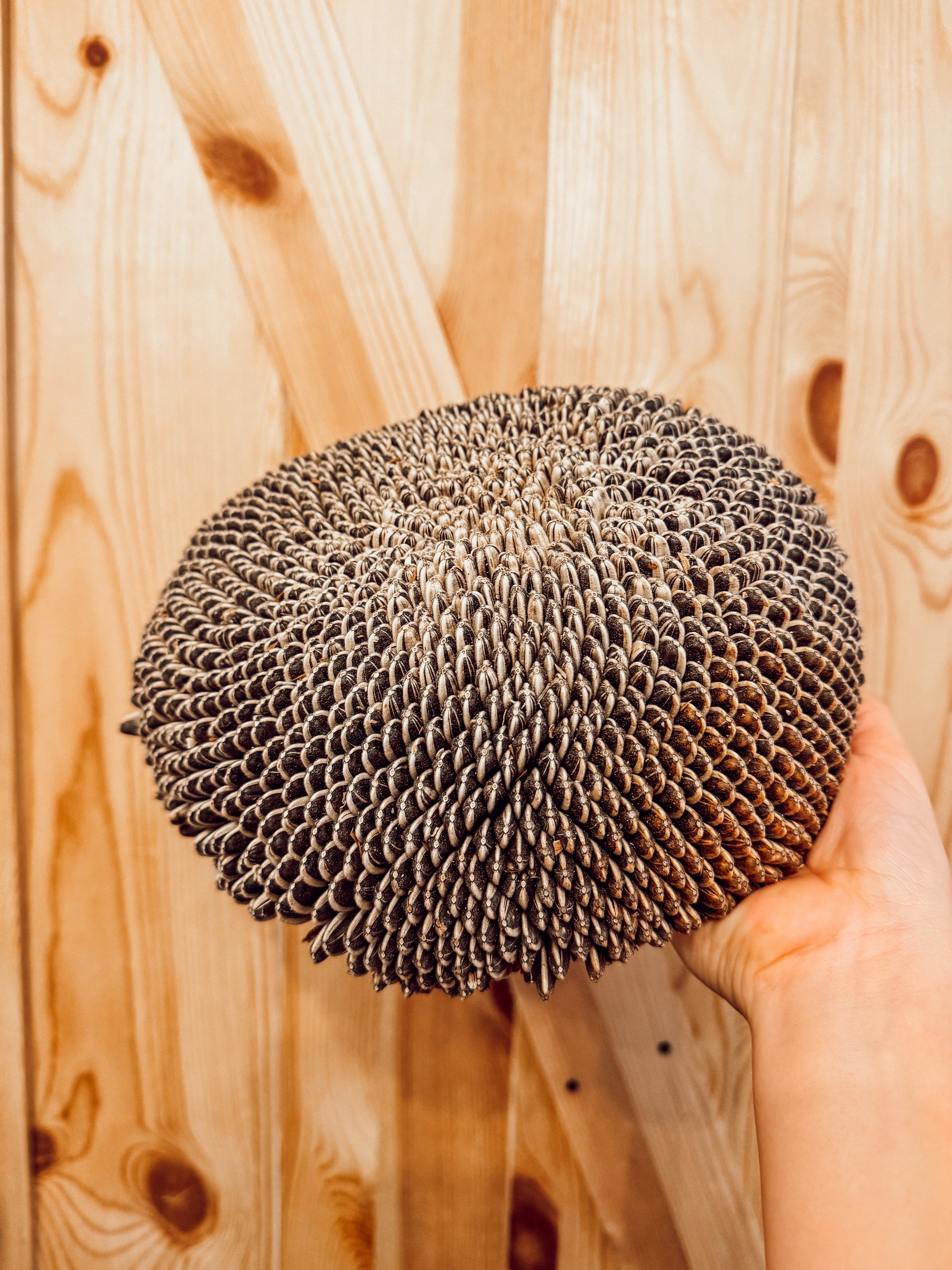 Large Sunflower Head