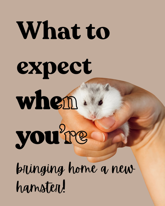 What to expect when you're bring home a new hamster