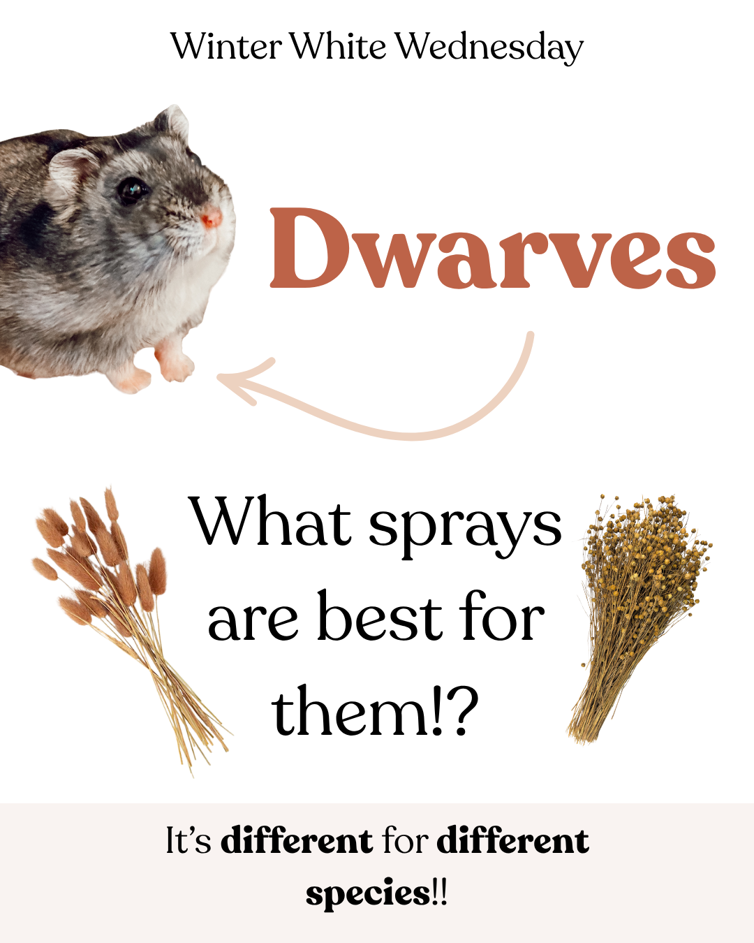Dwarves: What sprays are the best for them!?