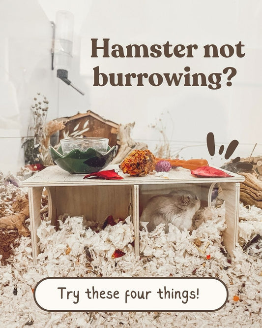 Is Your Dwarf Hamster Not Burrowing?! Here's How to Fix It!