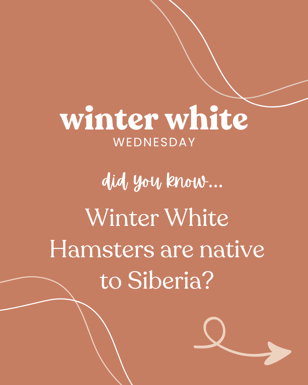 Did you know... Winter White Hamsters are native to Siberia