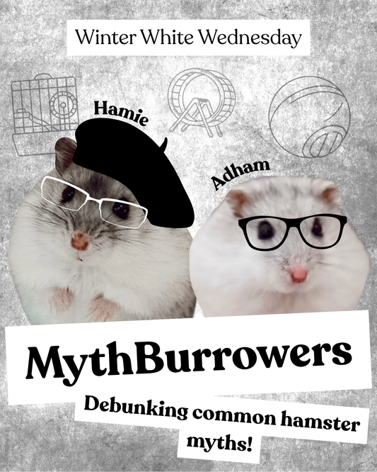 MythBurrowers: Debunking common hamster myths!