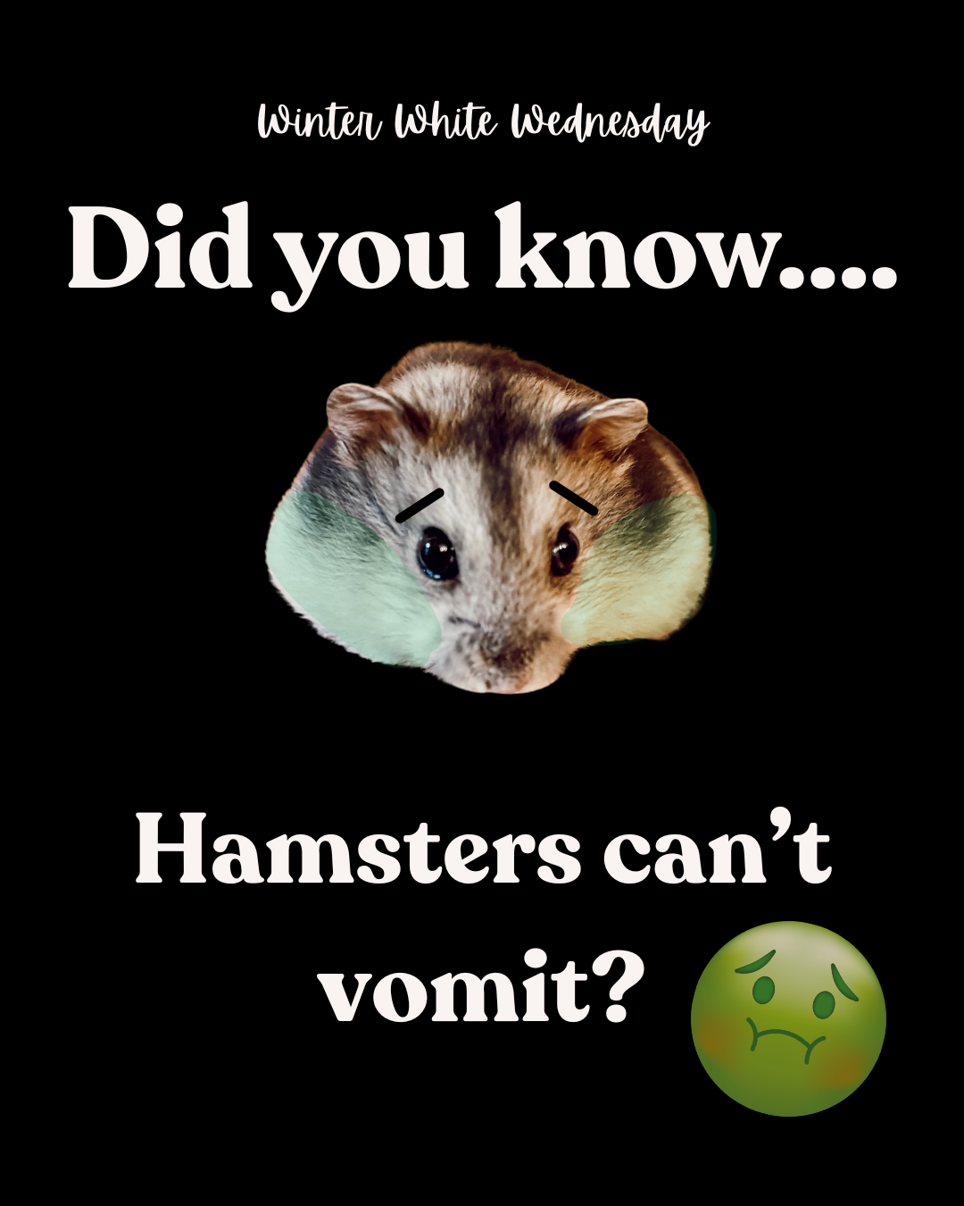 Did you know... Hamsters can't vomit