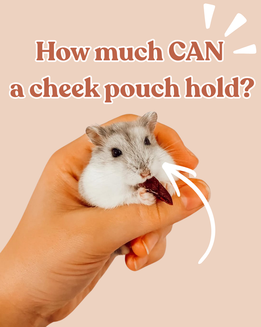 How much can a cheek pouch hold?