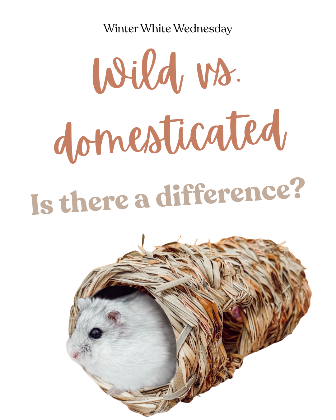 Wild vs. domesticated Is there a difference?