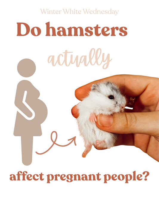 Do hamster actually affect pregnant people?