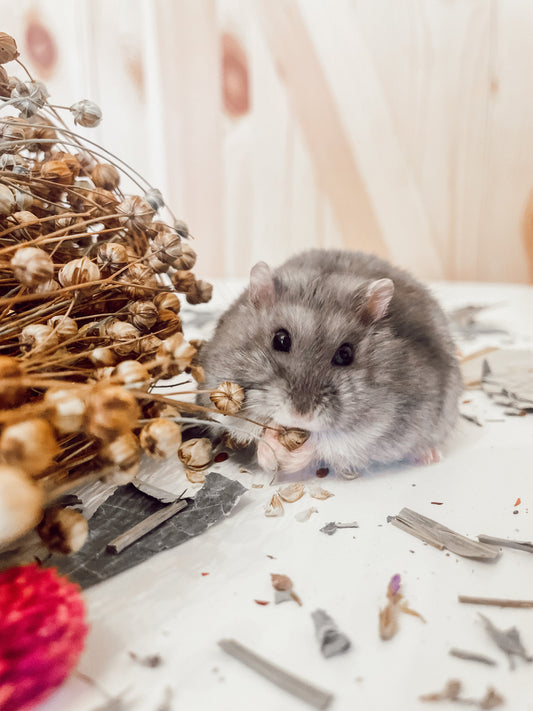 Signs Your Dwarf Hamster Might Have Diabetes and How to Help Them