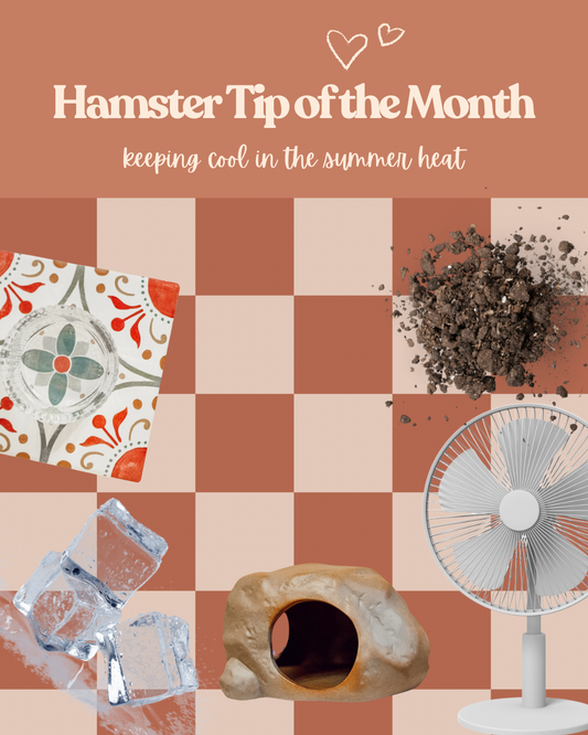 How to Keep Your Hamster Cool in the Midst of the Summer Heat