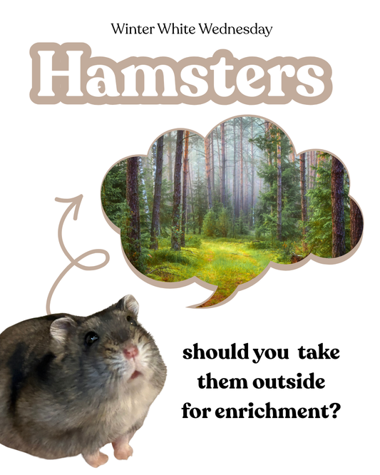 Hamsters... Should you take them outside for enrichment?