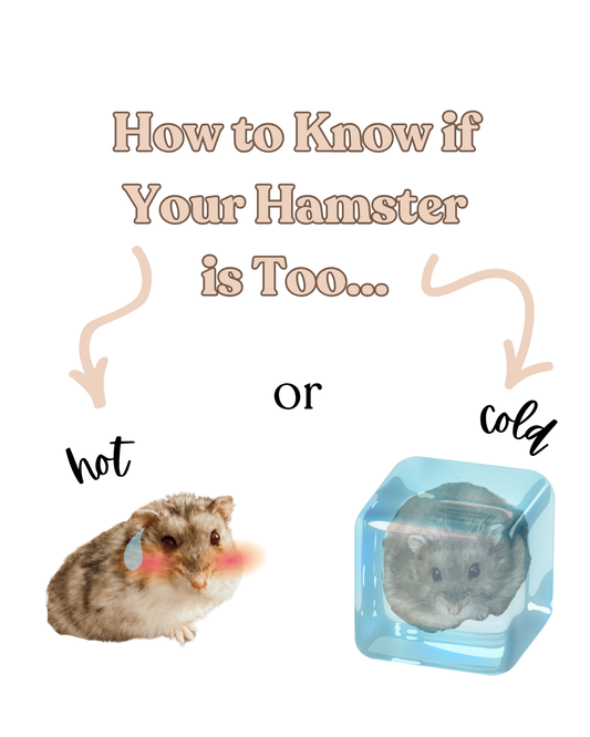 How to know if your hamster is too... hot or cold