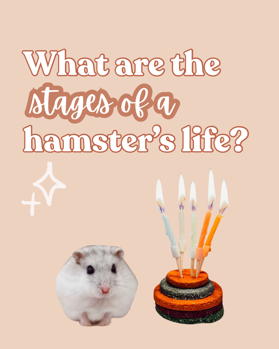 What are the stages of a hamsters life?