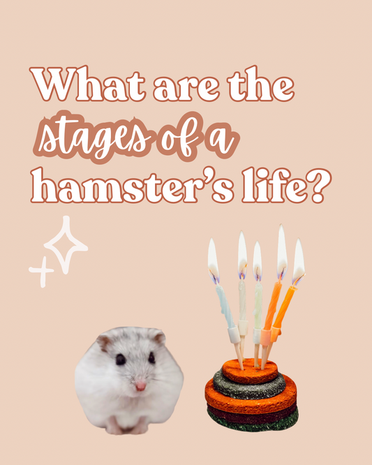 What are the stages of a hamsters life?