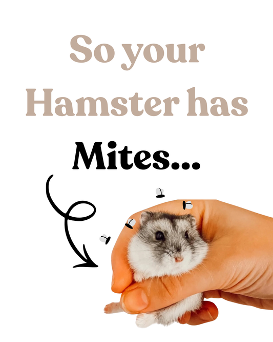 So your hamster has mites...
