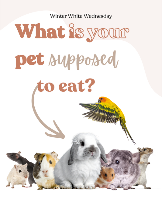 What is your pet suppose to eat?