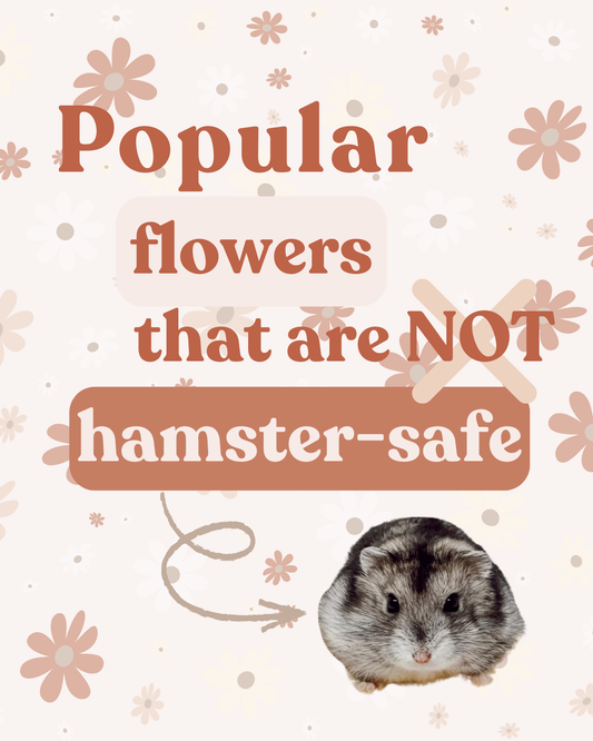 Popular flowers that are NOT hamster safe