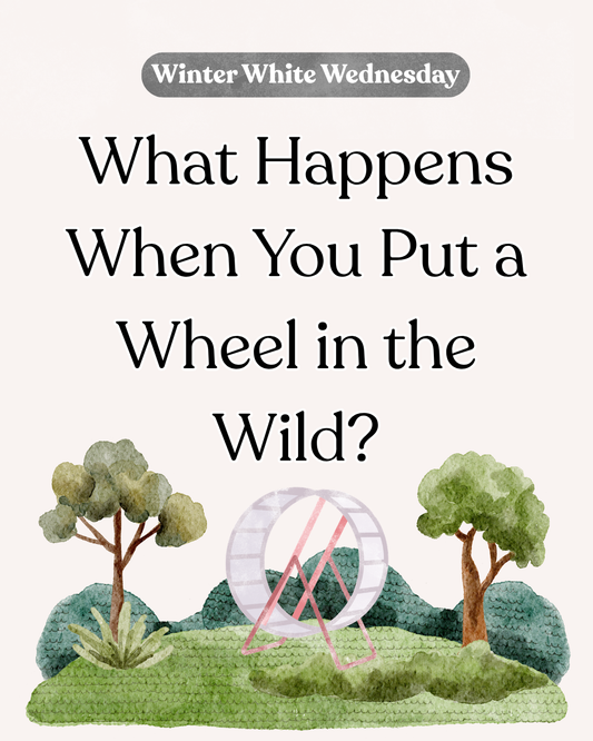What happens when you put a wheel in the wild?