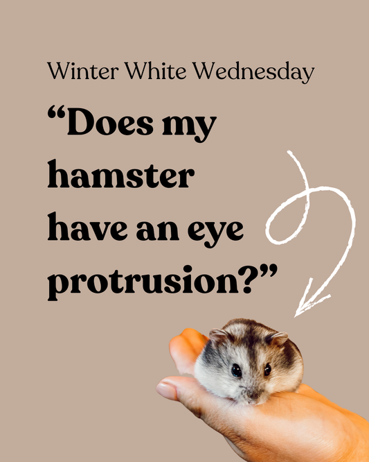 "Does my hamster have an eye protrusion?"