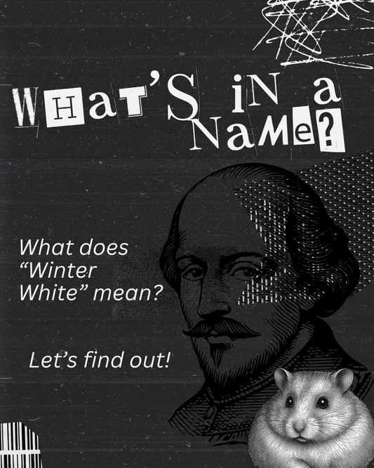 What does "Winter White" mean?