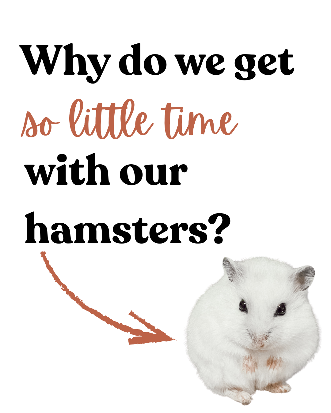 Why do we get so little time with our hamstes?
