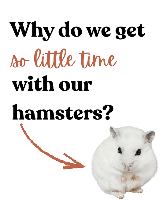 Why do we get so little time with our hamstes?