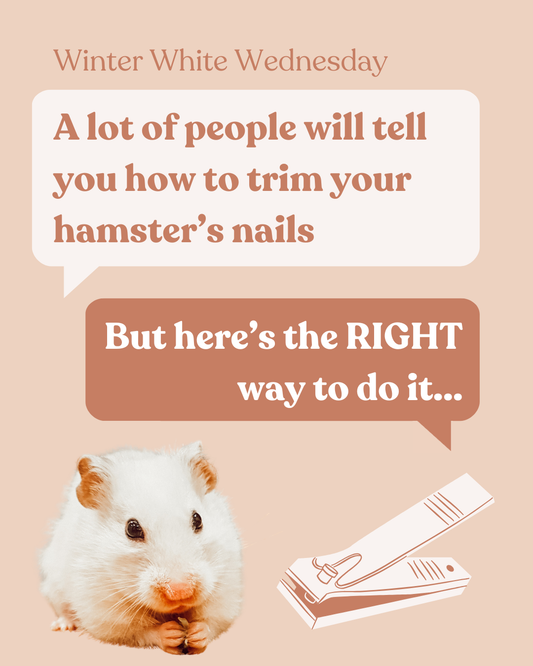 The CORRECT way to trim your hamster's nails