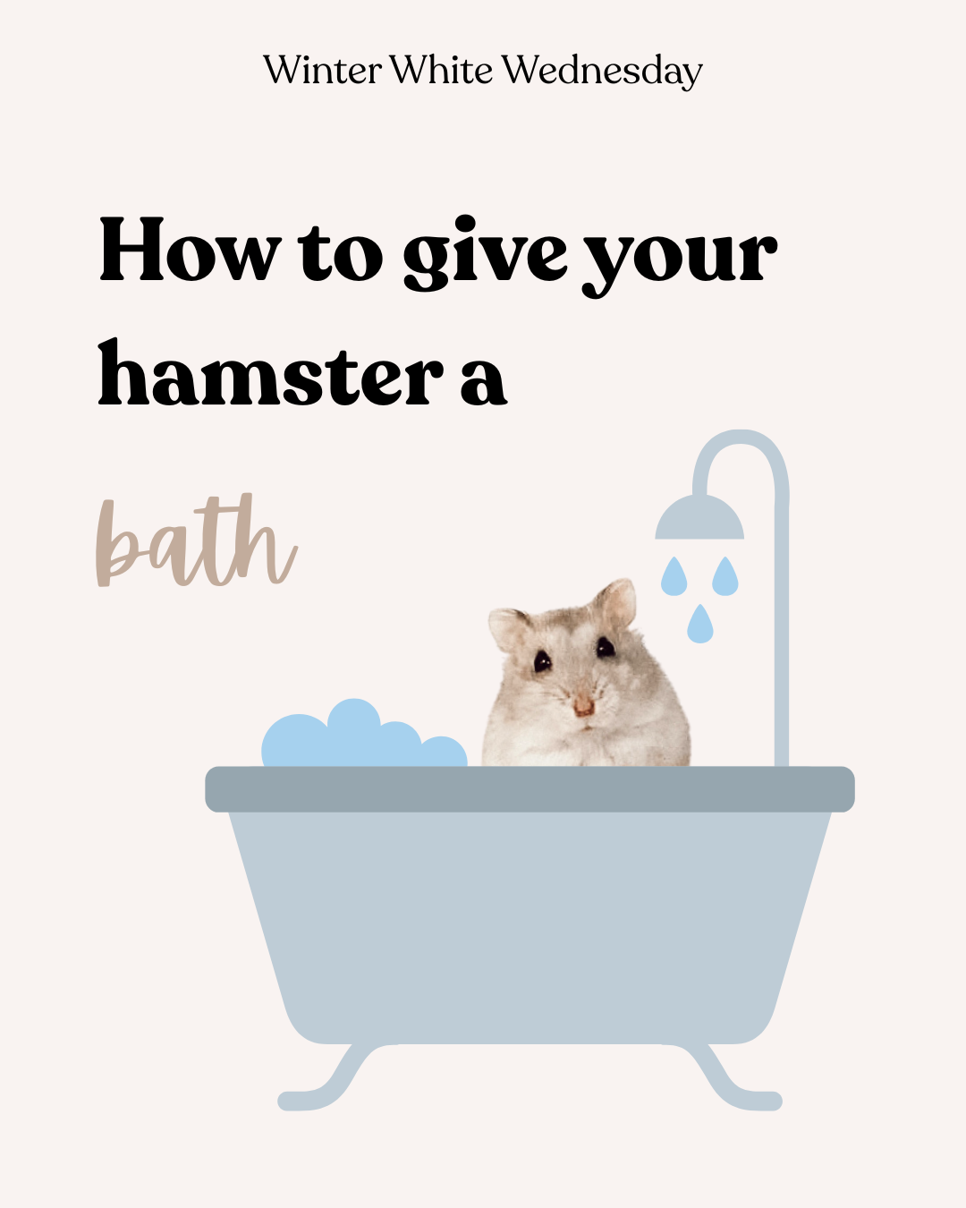 How to give your hamster a bath