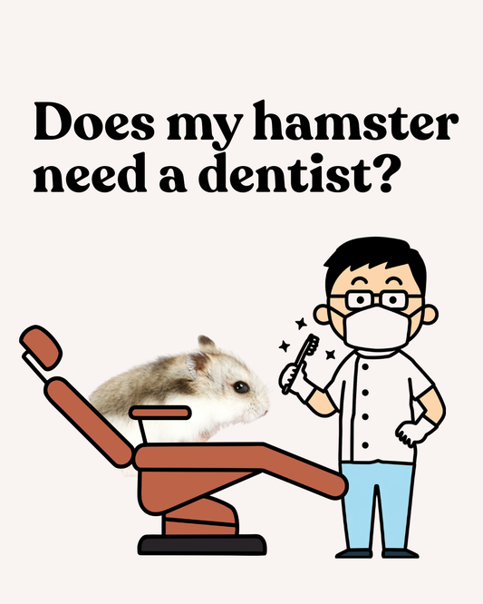 Does my hamster need a dentist?