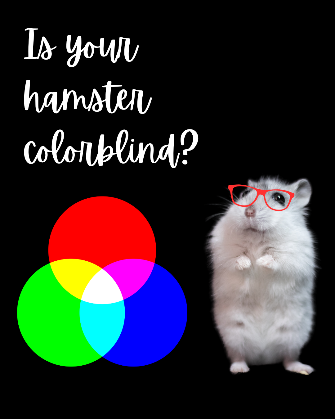 Is your hamster colorblind?