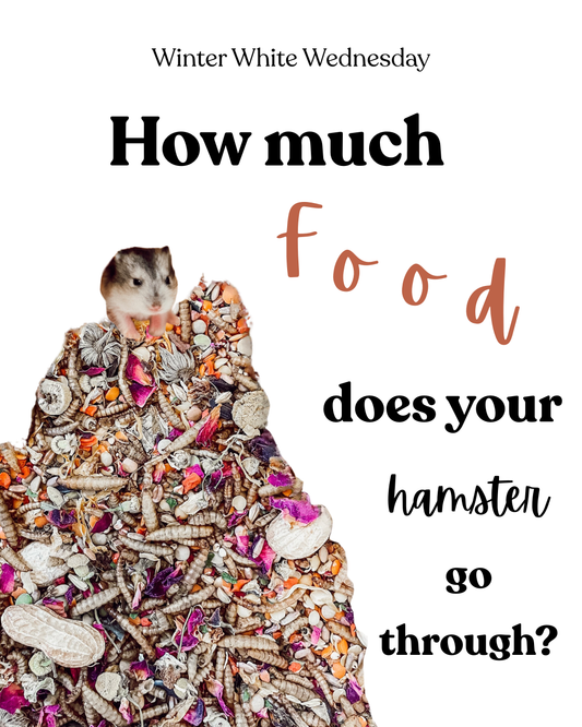 How much food does your hamster go through?