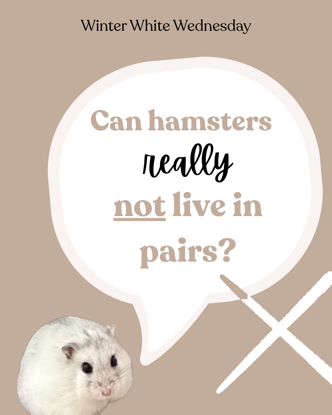 Can hamsters really not live in pairs?