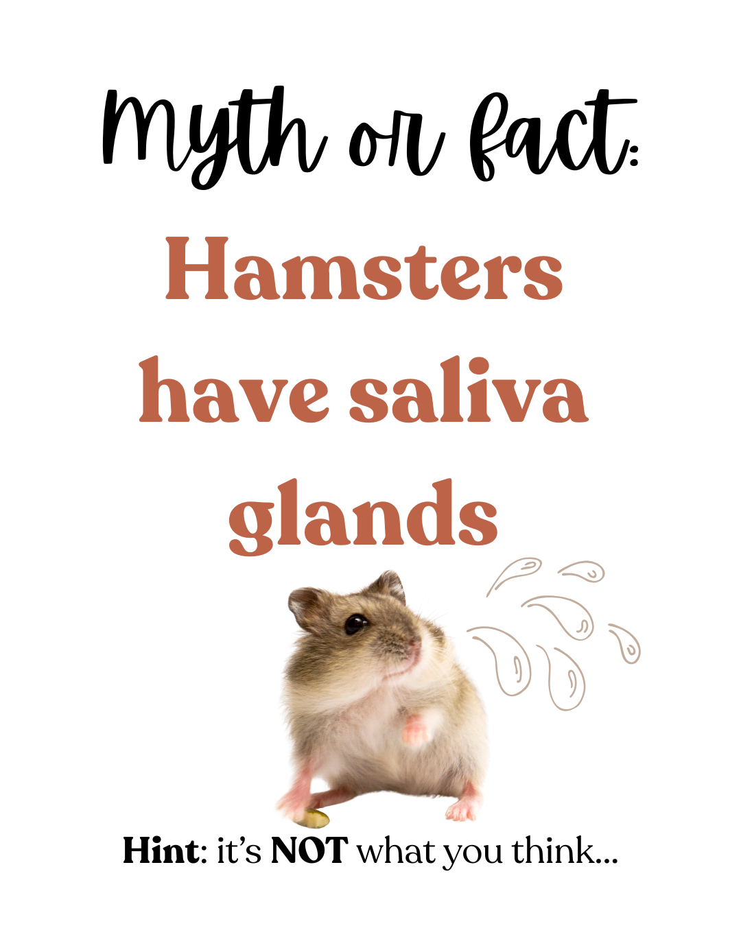 Myth or fact: Hamsters have saliva glads