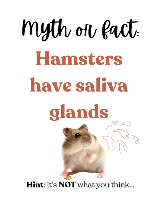 Myth or fact: Hamsters have saliva glads