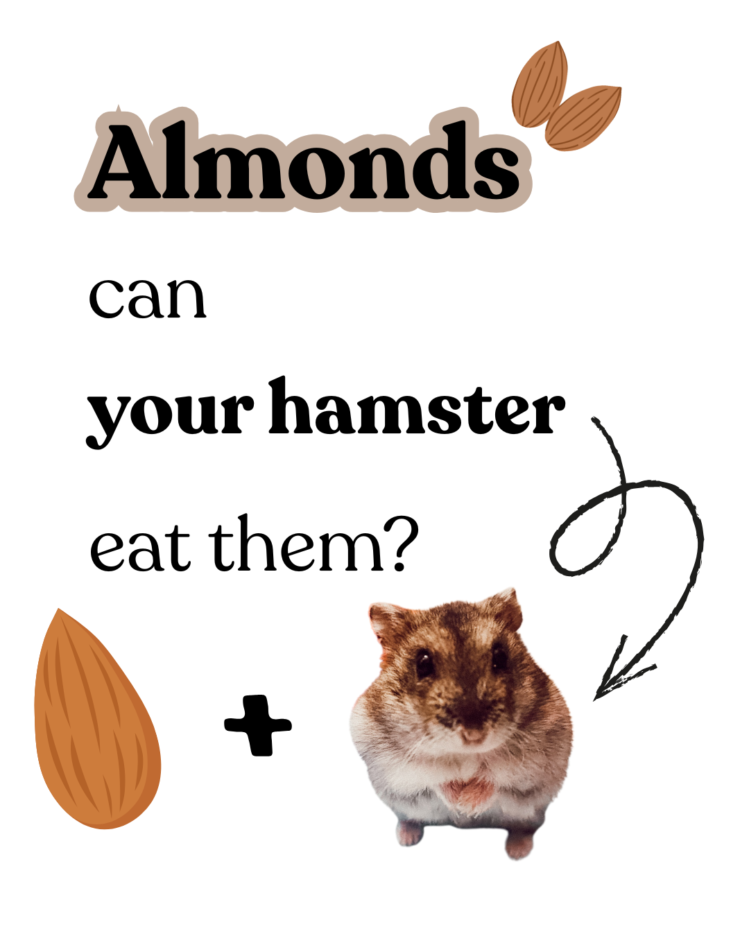 Almonds, Can your hamster eat them?