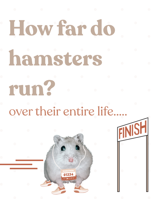 How far do hamster run...over their entire life?