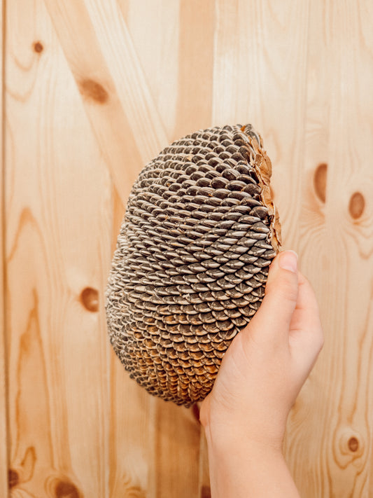 Large Sunflower Head