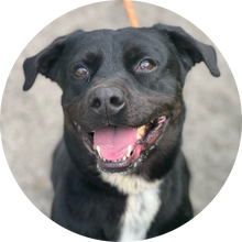 Animal Services Facility & Adoption Center