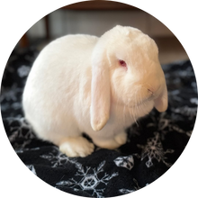 Avalon Microsanctuary