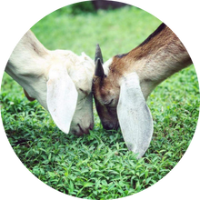 One Life at a Time Animal Rescue