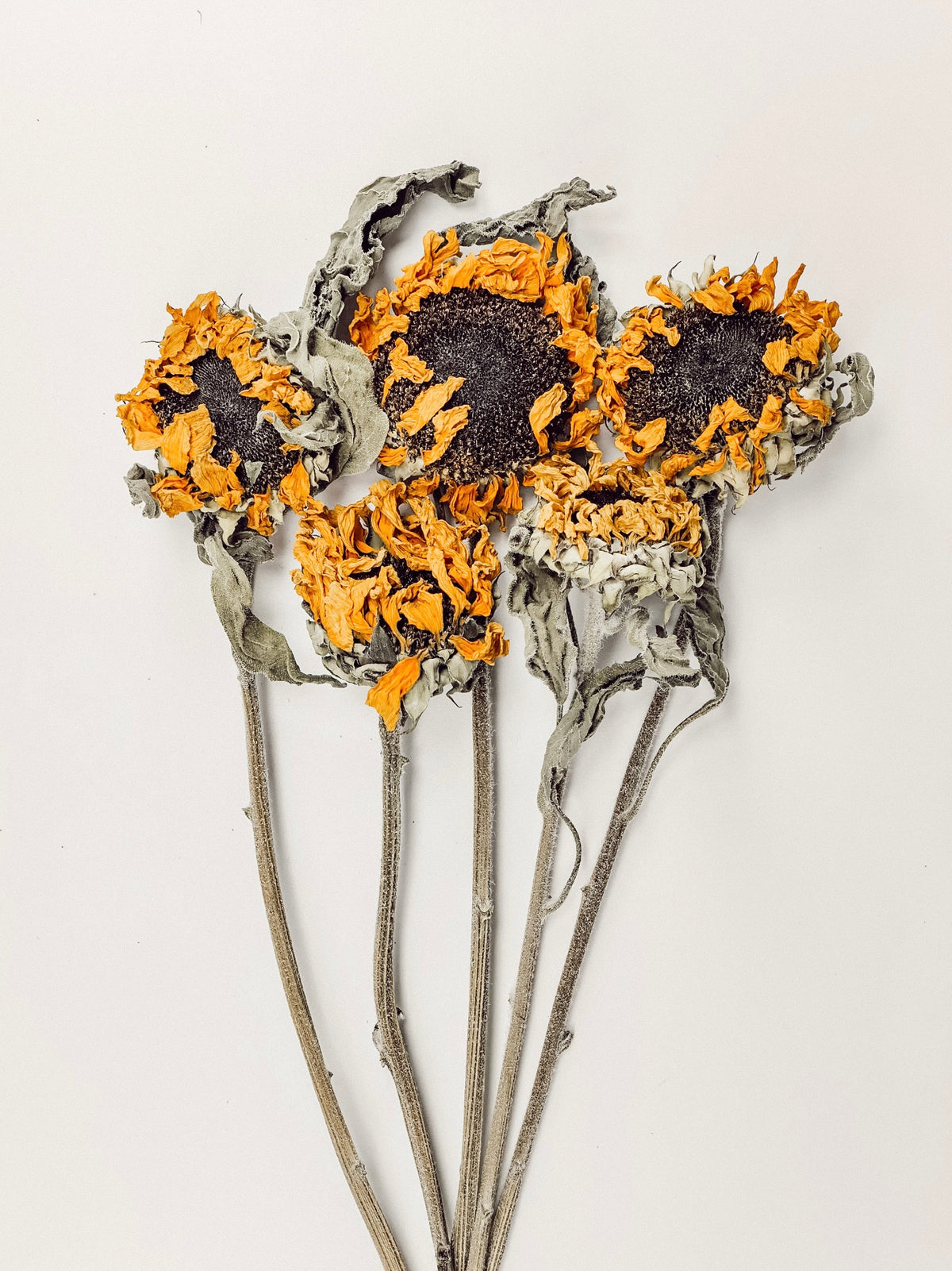 Sunflower Bundle (5-pieces)
