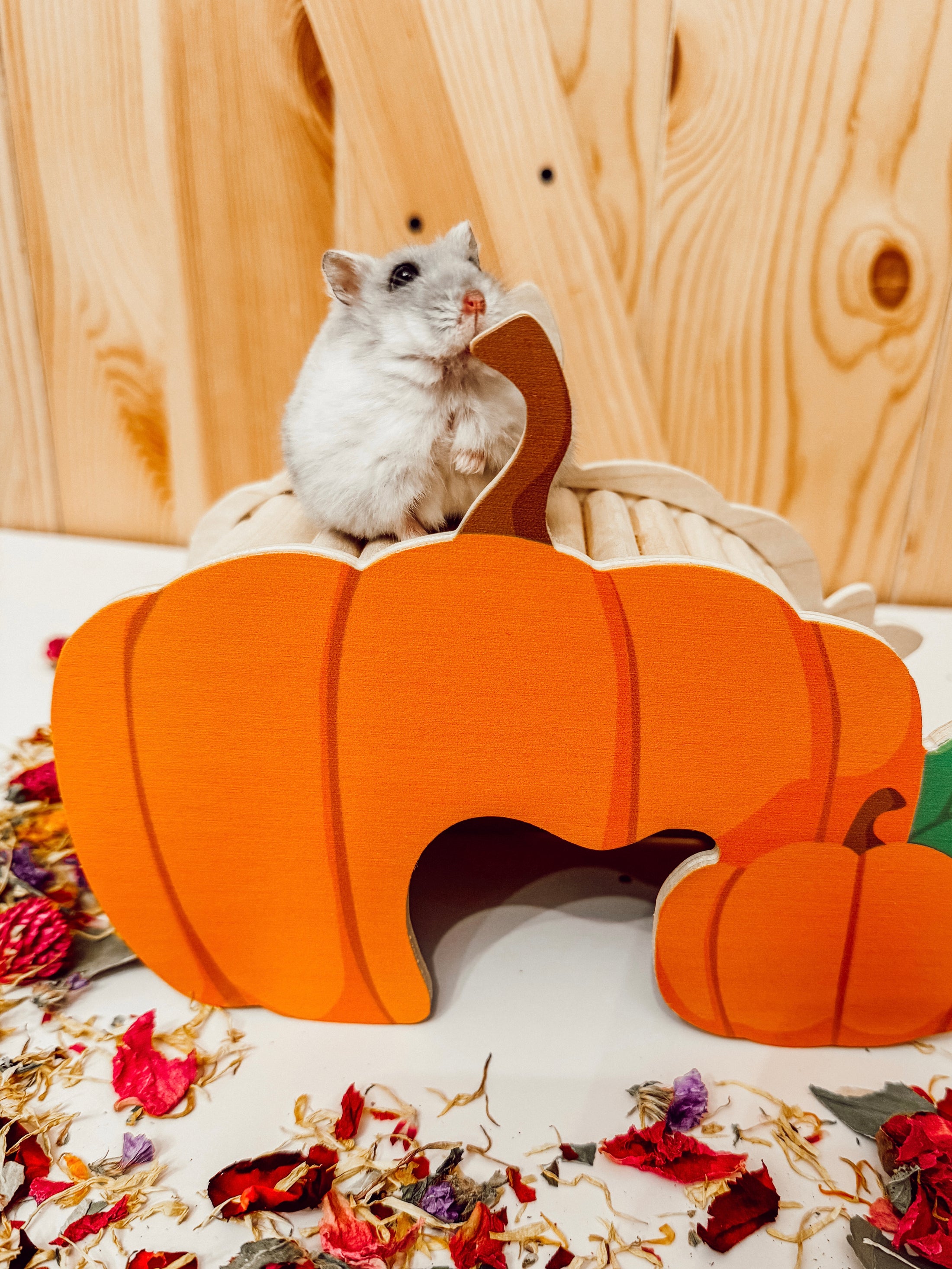 Pumpkin Patch Hide