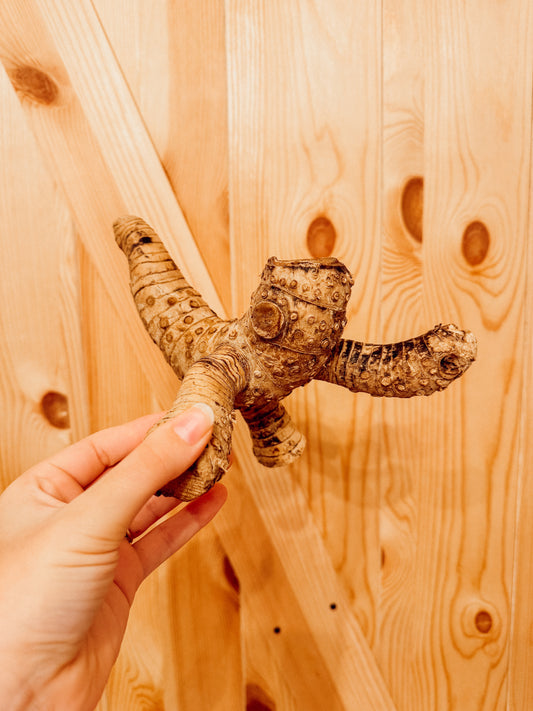 Bamboo Root