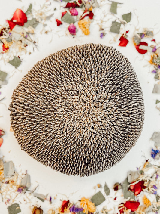 Large Sunflower Head