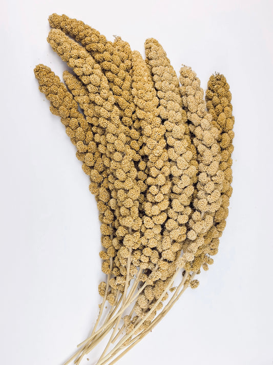 Yellow Millet in Bulk (500g)