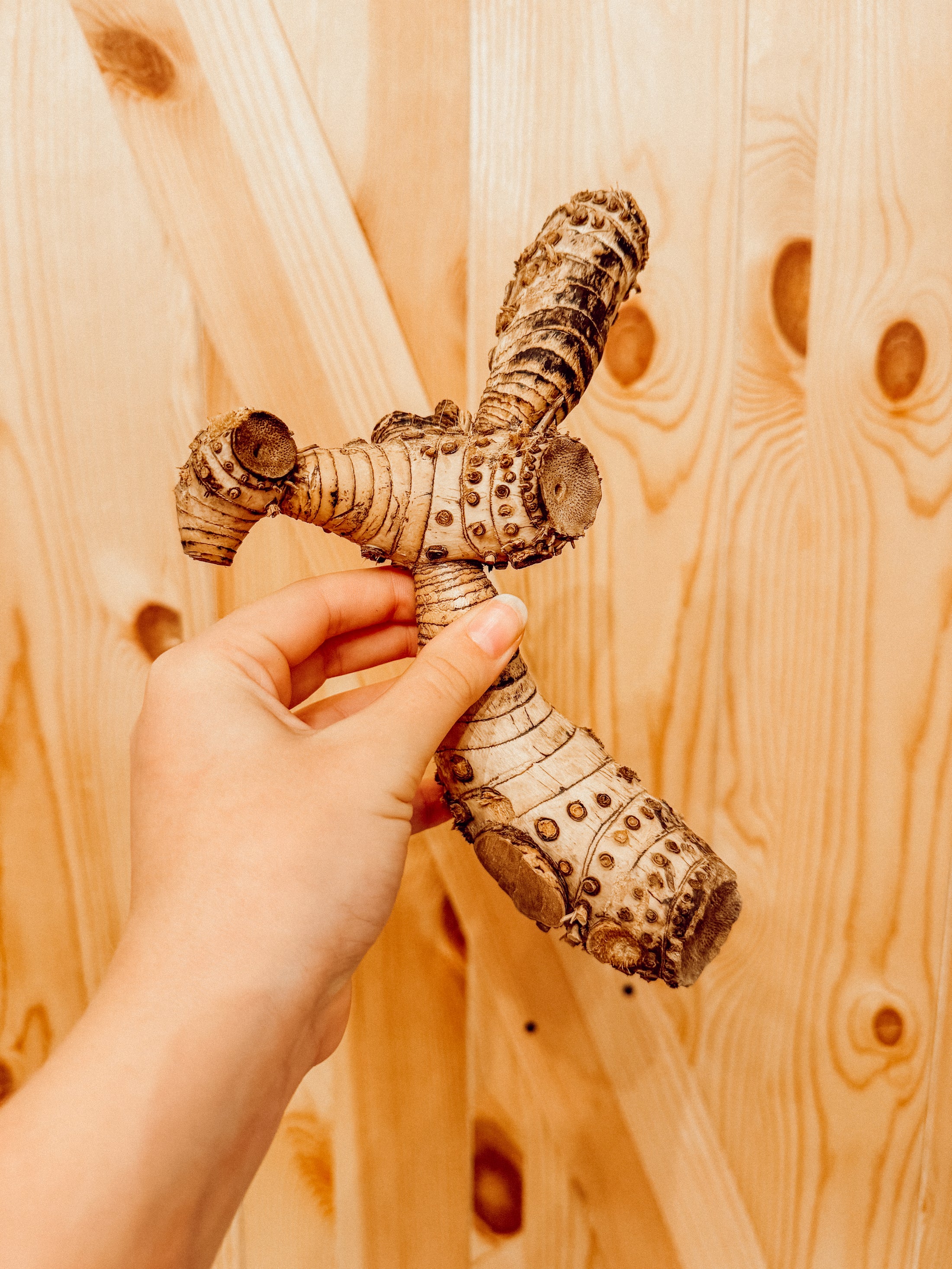 Bamboo Root